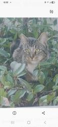 Lost Female Cat last seen Grove and 9th, Upland, CA 91786