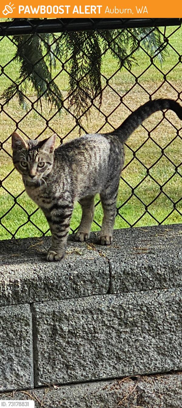Found/Stray Female Cat last seen Home on Auburn Golf Course hole #4, Auburn, WA 98092