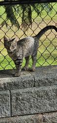 Found/Stray Female Cat last seen Home on Auburn Golf Course hole #4, Auburn, WA 98092