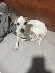 Lost Female Dog last seen Goodnight ct, Grand Prairie, TX 75052
