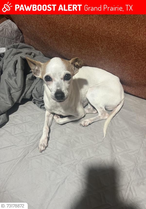Lost Female Dog last seen Goodnight ct, Grand Prairie, TX 75052