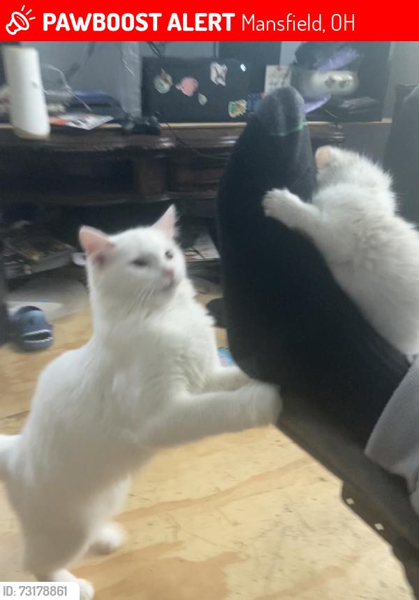 Lost Female Cat last seen 4th and mulberry, Mansfield, OH 44902