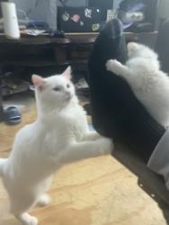 Lost Female Cat last seen 4th and mulberry, Mansfield, OH 44902