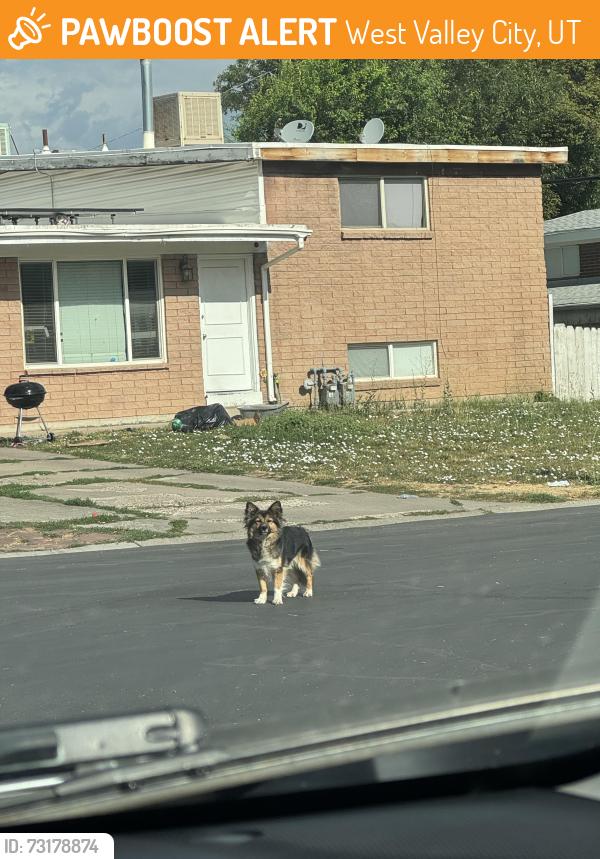 Found/Stray Unknown Dog last seen Chick fil a near valley fair mall in west valley, West Valley City, UT 84119