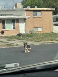 Found/Stray Unknown Dog last seen Chick fil a near valley fair mall in west valley, West Valley City, UT 84119