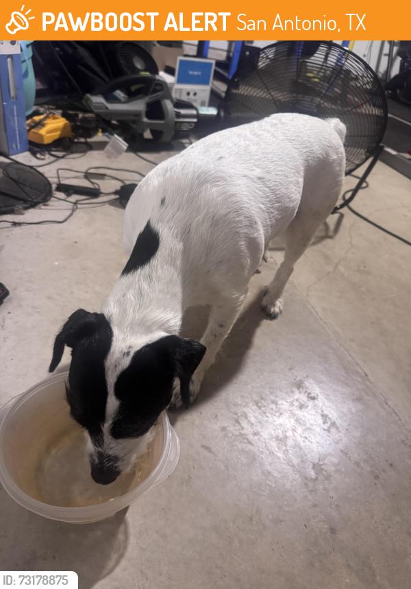 Found/Stray Female Dog last seen Prescott Oaks and Stillwater ranch neighborhood, San Antonio, TX 78254