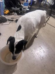Found/Stray Female Dog last seen Prescott Oaks and Stillwater ranch neighborhood, San Antonio, TX 78254