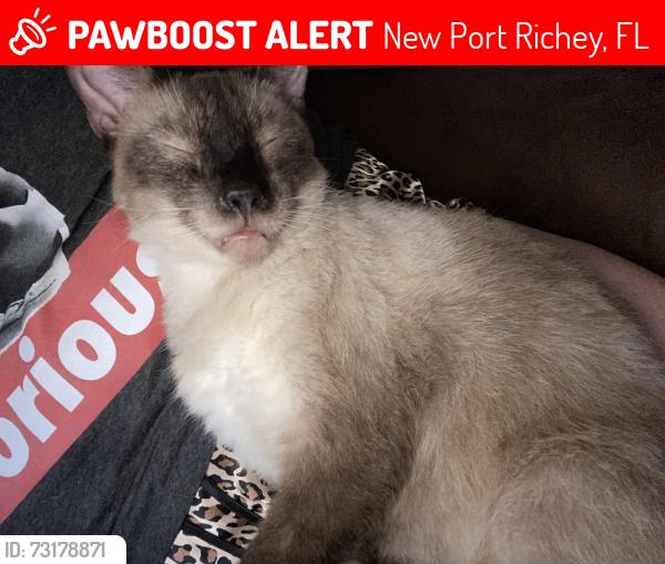 Lost Male Cat last seen Teak st, New Port Richey, FL 34654