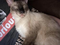 Lost Male Cat last seen Teak st, New Port Richey, FL 34654