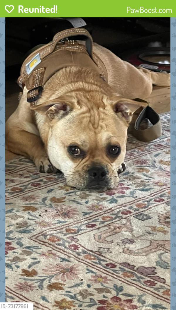 Reunited Male Dog last seen Redwood and Queenswood Bolingbrook, Illinois, Bolingbrook, IL 60440