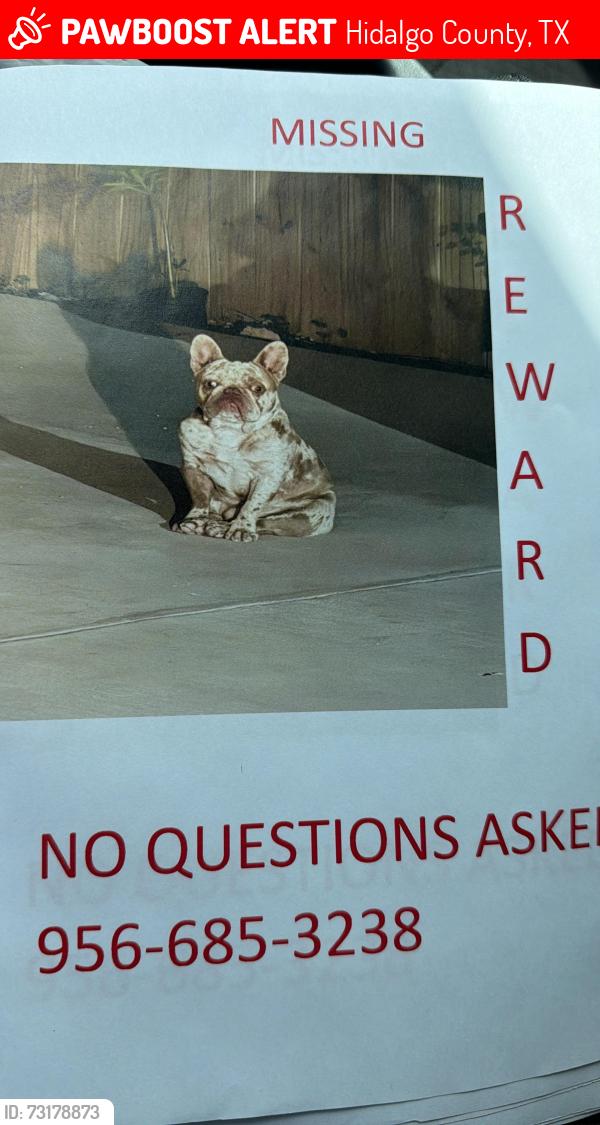 Lost Male Dog last seen Alamo and alberta, Hidalgo County, TX 78542