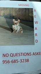 Lost Male Dog last seen Alamo and alberta, Hidalgo County, TX 78542