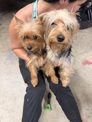 Found/Stray Female Dog last seen Japatul Rd., San Diego County, CA 91901