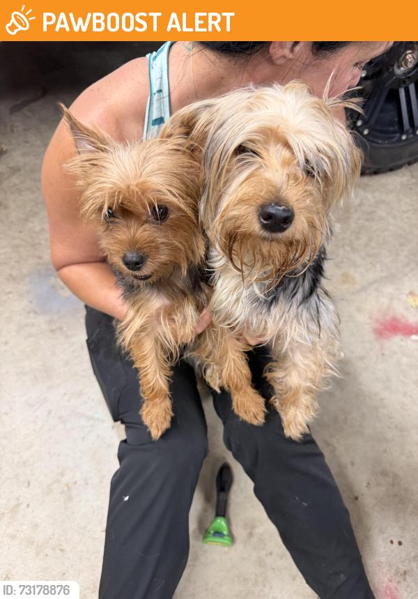 Found/Stray Female Dog last seen Japatul Rd., San Diego County, CA 91901