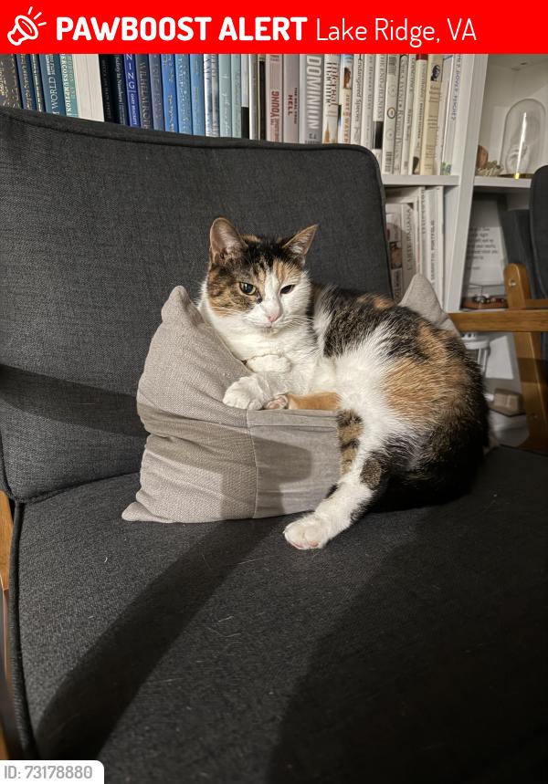 Lost Female Cat last seen Deepford, Lake Ridge, VA 22192