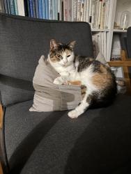 Lost Female Cat last seen Deepford, Lake Ridge, VA 22192