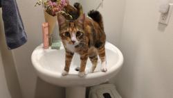 Reunited Unknown Cat last seen Park by LGI Beverly Homes near Onsdorf, Battle Ground, WA 98604