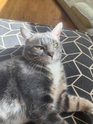 Lost Male Cat last seen Fourth Street Drive NE, Hickory, NC 28601