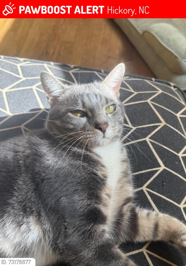 Lost Male Cat last seen Fourth Street Drive NE, Hickory, NC 28601