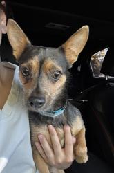 Found/Stray Male Dog last seen Lead and Cedar, Albuquerque, NM 87106