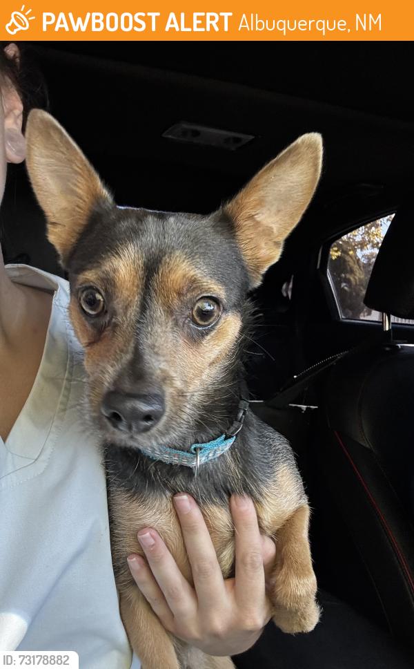 Found/Stray Male Dog last seen Lead and Cedar, Albuquerque, NM 87106