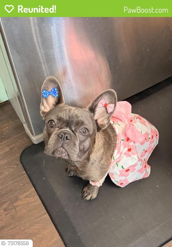 Reunited Female Dog last seen Near Cypress Springs Rd, Orange Park, FL 32073, USA, Orange Park, FL 32073