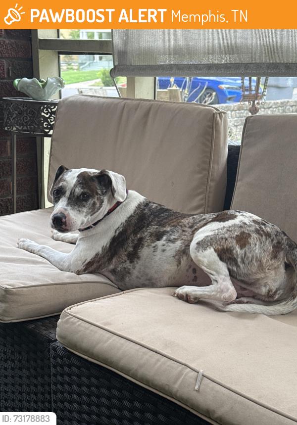 Found/Stray Female Dog last seen Cleveland and Harbert, Memphis, TN 38104