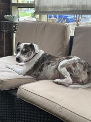 Found/Stray Female Dog last seen Cleveland and Harbert, Memphis, TN 38104