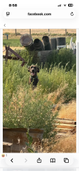 Found/Stray Male Dog last seen Wildwood rd, Yakima County, WA 98951