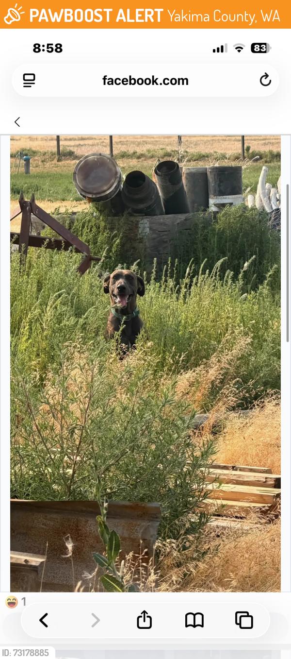 Found/Stray Male Dog last seen Wildwood rd, Yakima County, WA 98951