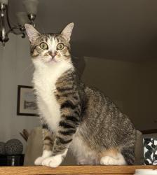 Reunited Female Cat last seen Bow River Crescent and Falconer, Mississauga, ON L5N 1J2