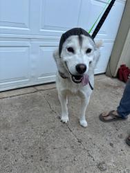 Reunited Male Dog last seen SE Regner Road and Se Butler Road, Gresham, OR 97080