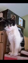 Reunited Female Cat last seen Emmanuell church, Greater London, England HA6 1SP