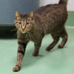 Shelter Stray Male Cat last seen , 2350 Appling City Cove, Memphis, TN 38133, USA