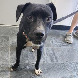 Shelter Stray Male Dog last seen , 3040 FL-590, Clearwater, FL 33759, USA