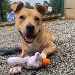 Shelter Stray Male Dog last seen , 328 Furman Hall Rd, Greenville, SC 29609, USA