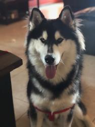 Lost Male Dog last seen Buchanan, Alton, TX 78573