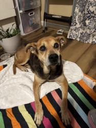 Found/Stray Male Dog last seen North Valley Church, Odenville, AL 35120