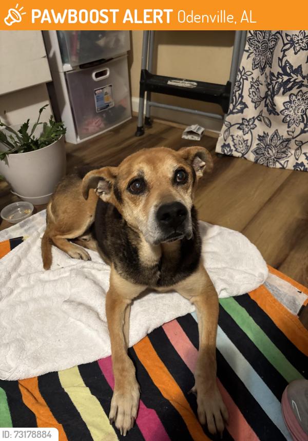 Found/Stray Male Dog last seen North Valley Church, Odenville, AL 35120