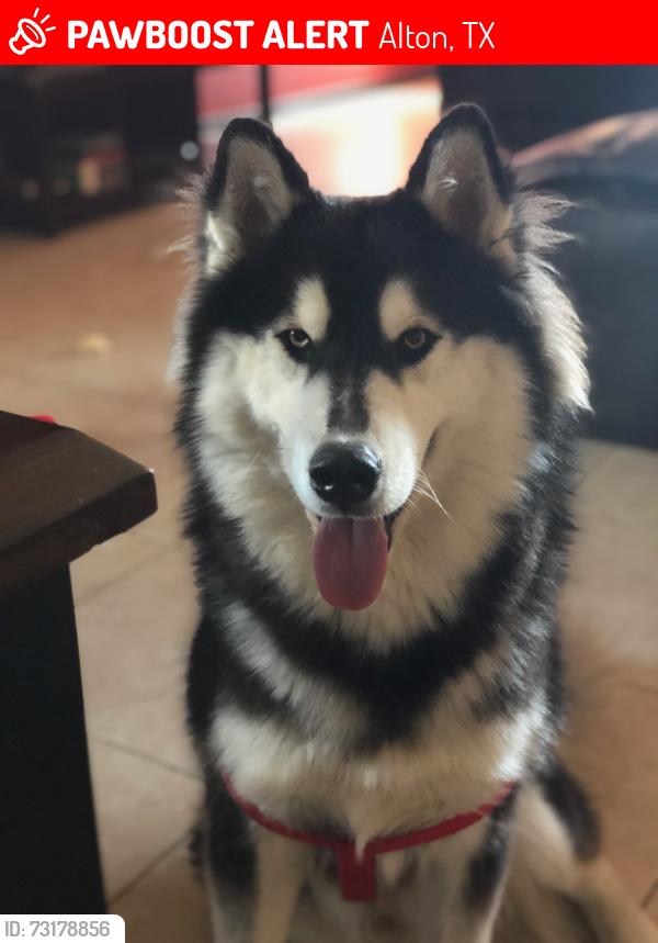 Lost Male Dog last seen Buchanan, Alton, TX 78573