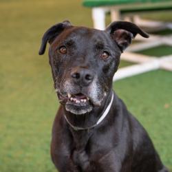 Shelter Stray Male Dog last seen , 361 S Raymond Ave, Pasadena, CA 91105, USA