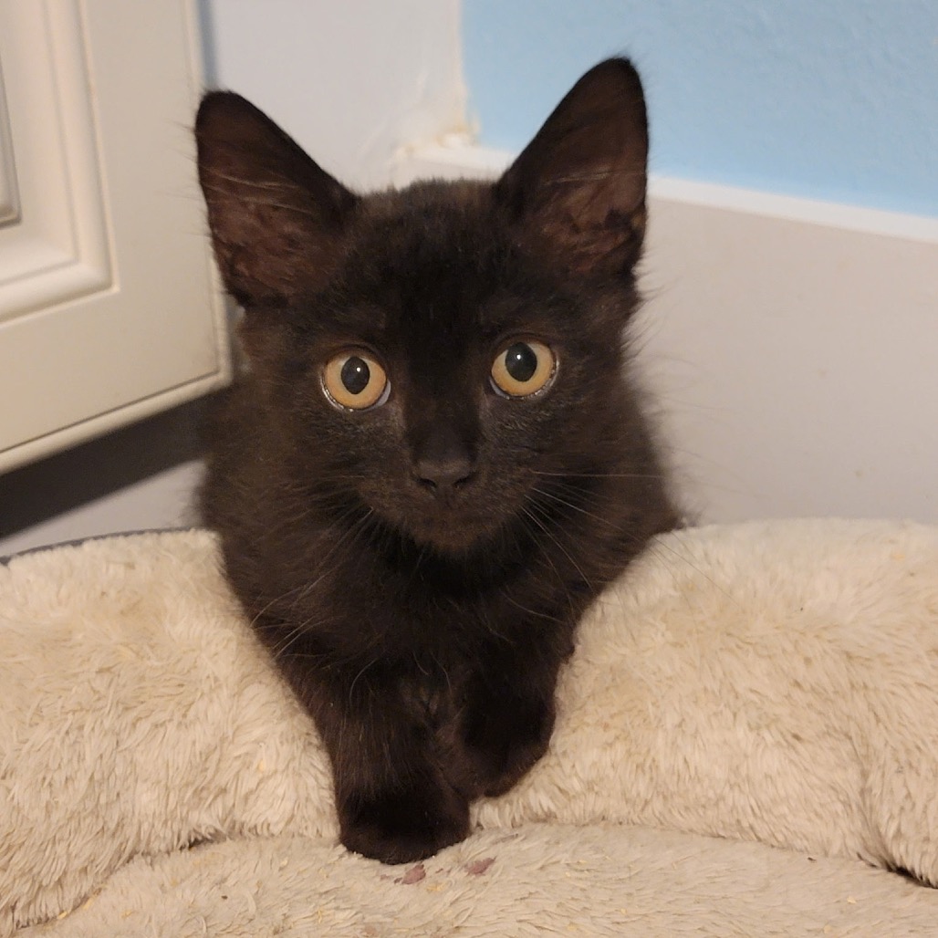 Shelter Stray Male Cat last seen , 8020 Washington St, Port Richey, FL 34668, USA