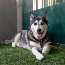 Shelter Stray Male Dog last seen , 361 S Raymond Ave, Pasadena, CA 91105, USA