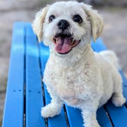 Shelter Stray Male Dog last seen , 8020 Washington St, Port Richey, FL 34668, USA