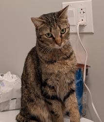 Reunited Female Cat last seen Mozart Park, Chicago, IL 60647