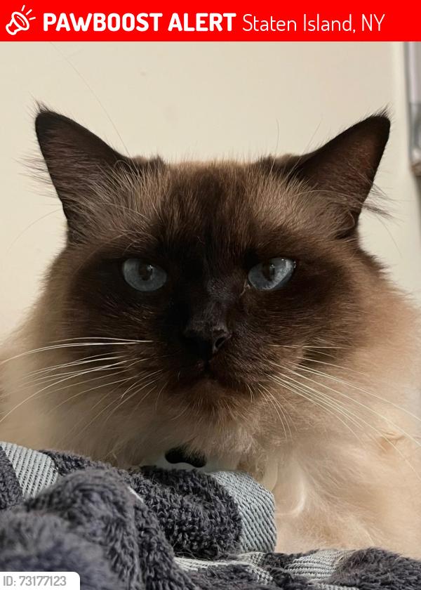 Lost Male Cat last seen Piave ave, Foch ave, Staten Island, NY 10305