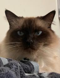 Lost Male Cat last seen Piave ave, Foch ave, Staten Island, NY 10305