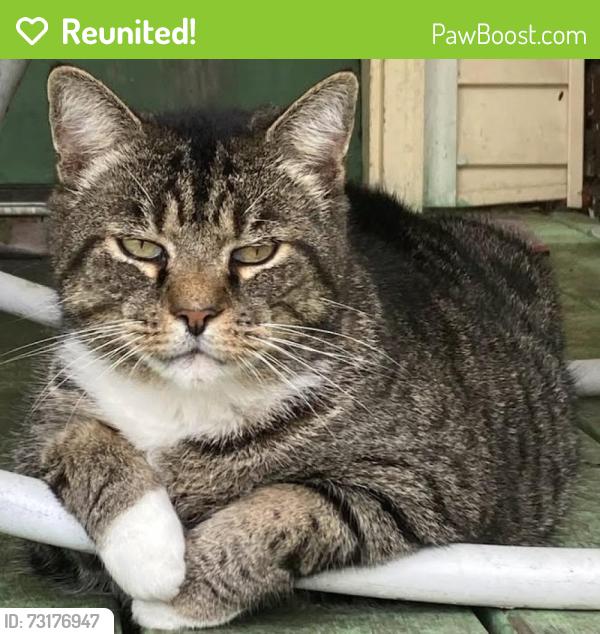Reunited Male Cat last seen Formerly St. Stanislaus Kostka Church, King Street, Sharon, PA 16146