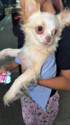 Found/Stray Male Dog last seen Harding st, Escondido, CA 92027