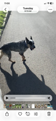 Reunited Male Dog last seen Sumner and Fremont, San Antonio, TX 78218